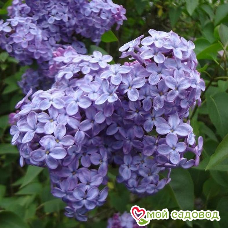 Сирень обыкновенная «Аметист» (Amethyst)