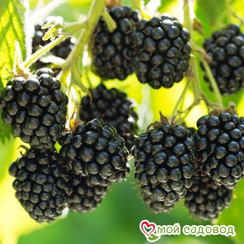 Ежевика "Блэк Сатин"